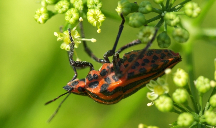 Graphosoma italicum L.