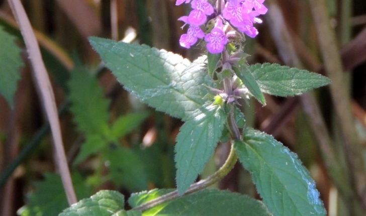 Stachys palustris