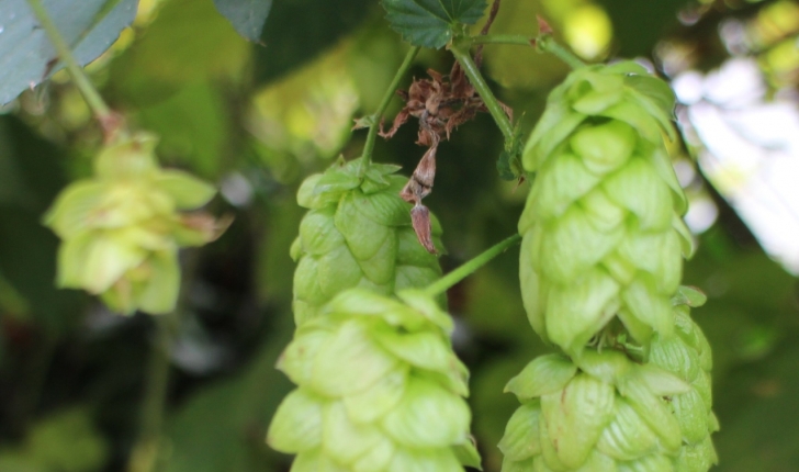 Humulus lupulus 