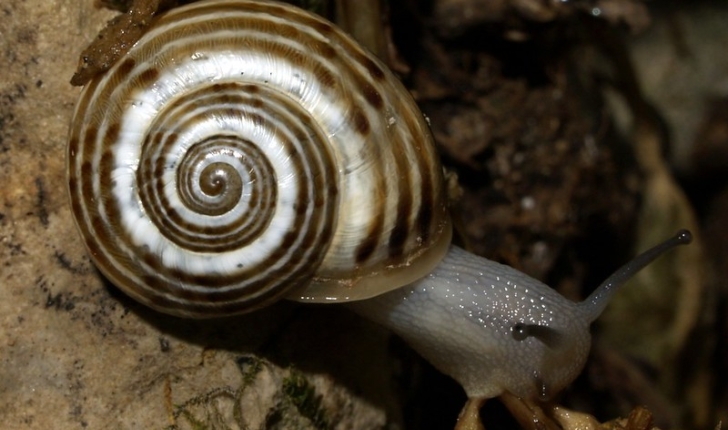 Hélice splendide - Pseudotachea splendida