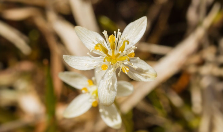 Coptis trifolia