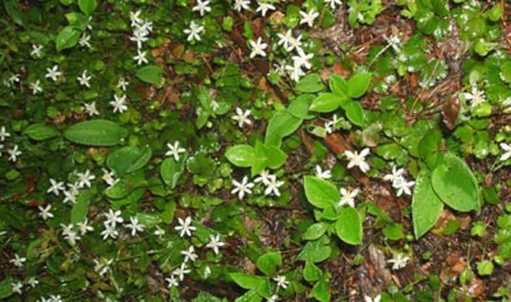 Coptis trifolia