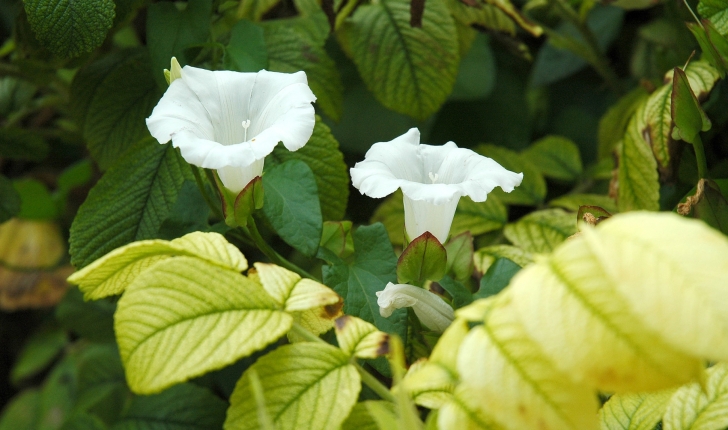 Convolvulus arvensis