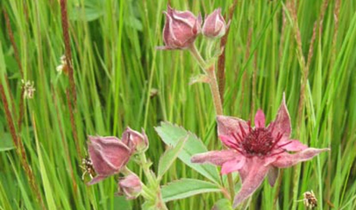 Comarum palustre