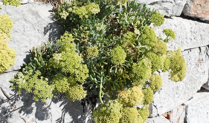 Crithme maritime - Crithmum maritimum L