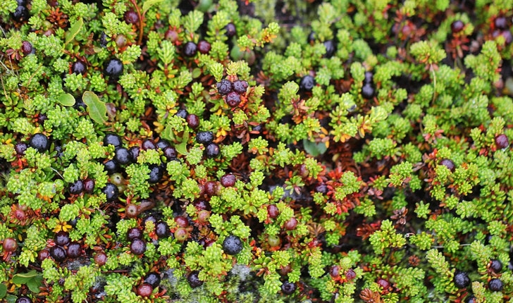 Empetrum nigrum