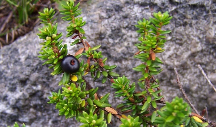 Empetrum nigrum