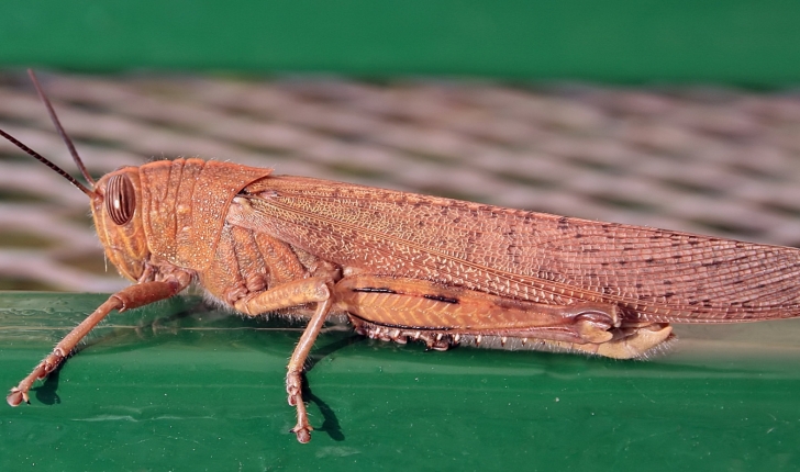 Anacridium aegyptium