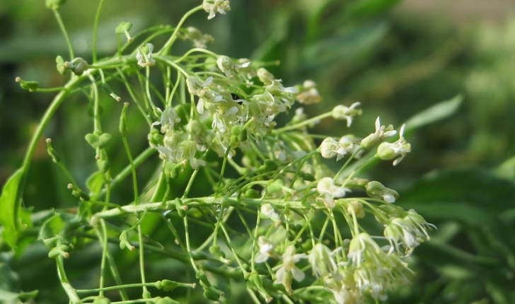 Lepidium draba