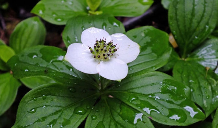 Cornus canadensis