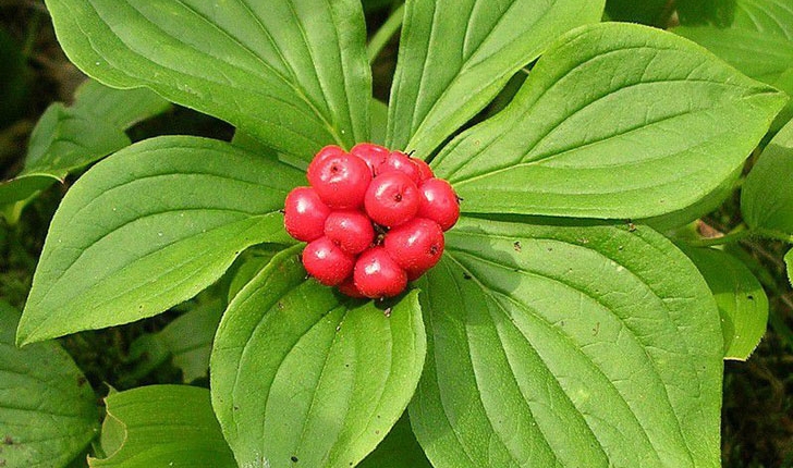 Cornus canadensis