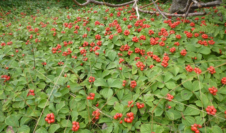 Cornus canadensis