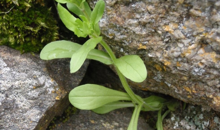 Valerianella locusta