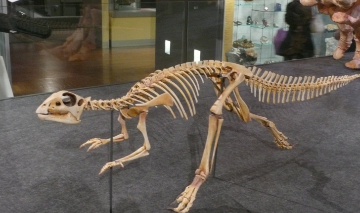 Hypsilophodon