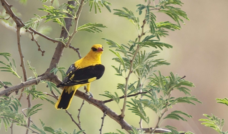 Oriolus oriolus (Linnaeus, 1758)