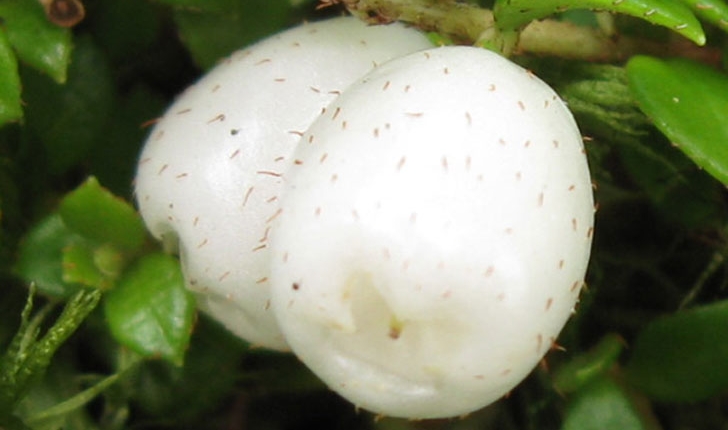 Gaultheria hispidula