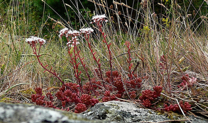 Sedum album L., 1753