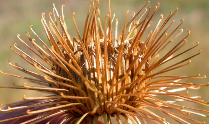 Arctium lappa (L., 1753)