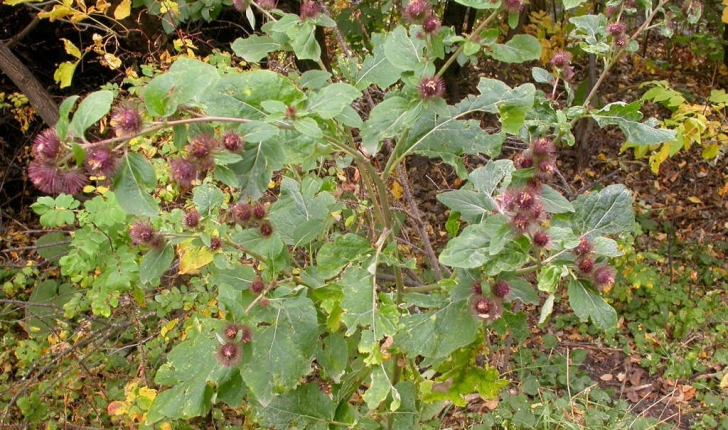 Arctium lappa (L., 1753)