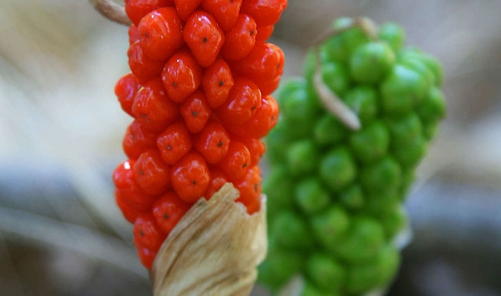 Arum italicum (Mill., 1768)