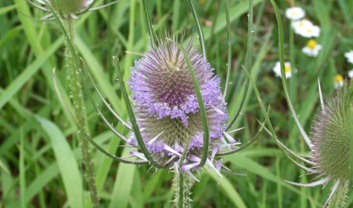 Dipsacus fullonum L., 1753