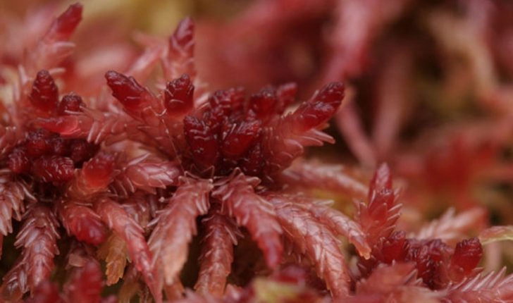 Sphagnum magellanicum