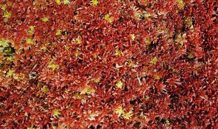 Sphagnum magellanicum