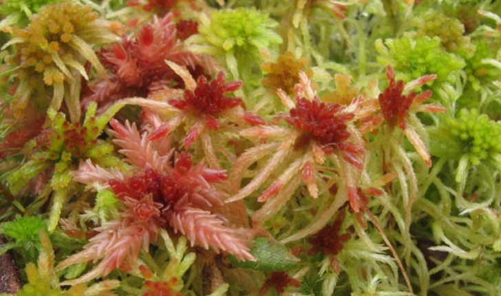 Sphagnum magellanicum