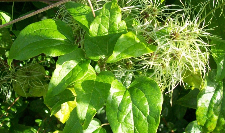 Clematis vitalba (L., 1753)