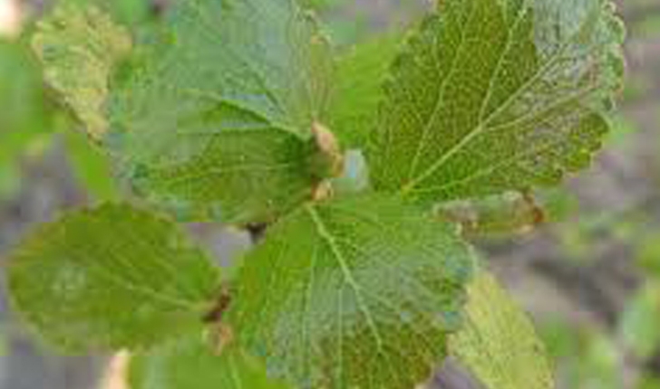 Betula pumila (L.1767)