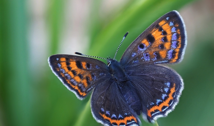 Lycaena helle (Denis & Schiffermüller, 1775)