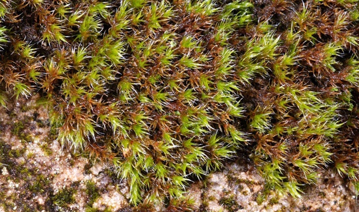 Racomitrium lanuginosum