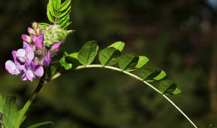 Vicia sepium 