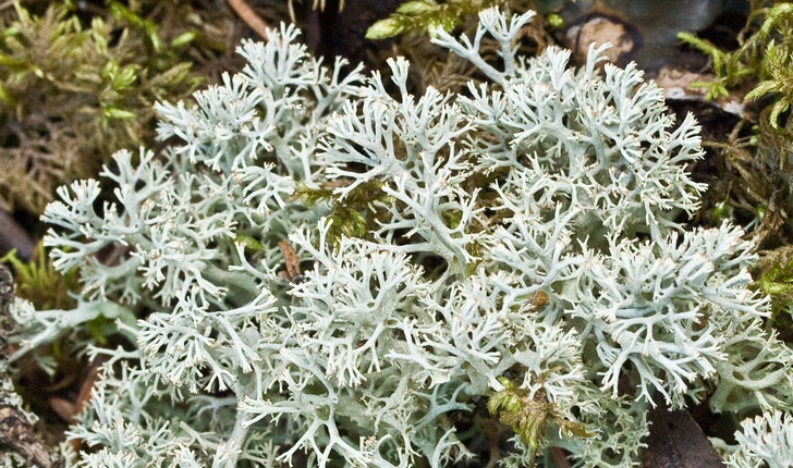 Cladonia mitis