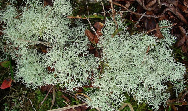 Cladonia mitis