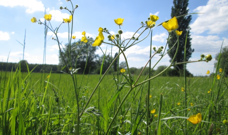 Ranunculus acris