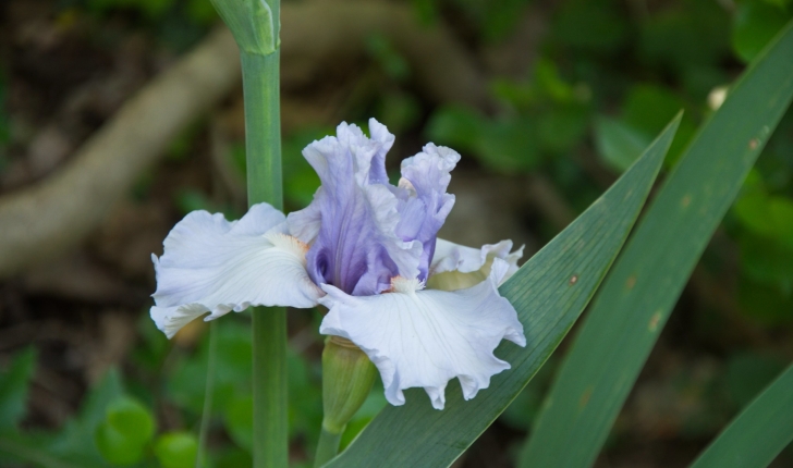 Iris germanica