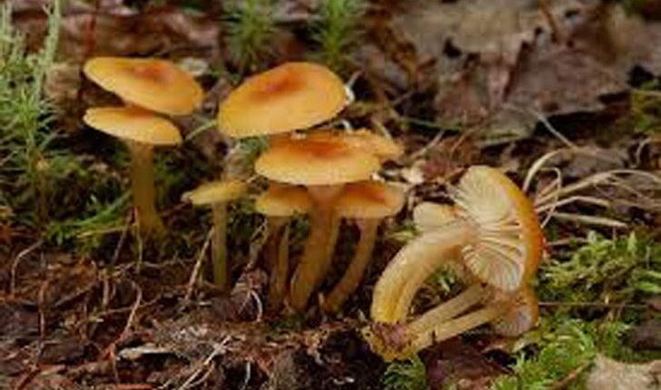 Gliophorus Laetus