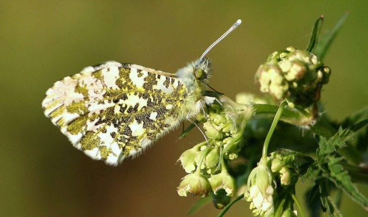 Anthocharis cardamines (Linnaeus, 1758)