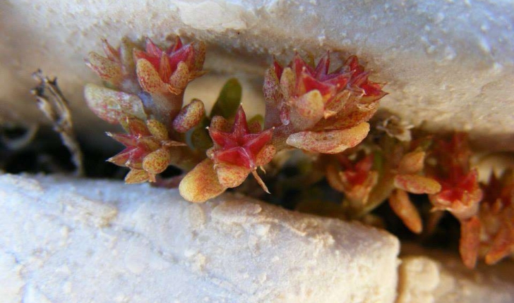 Sedum litoreum (Gussone, 1826)