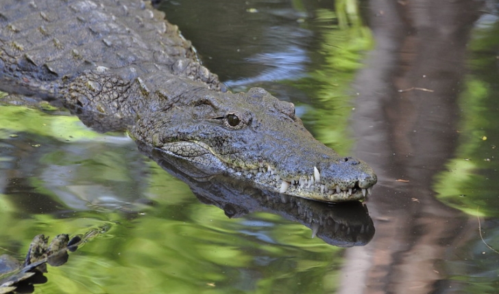 crocodilidés