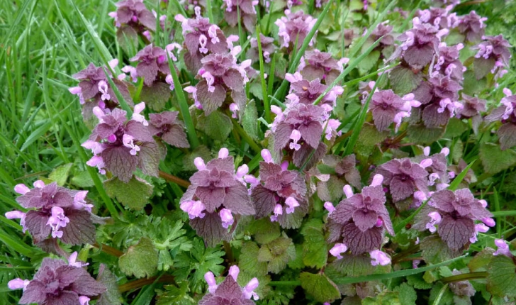 Lamium purpureum (L., 1753)