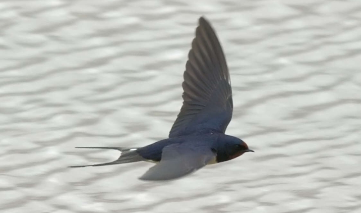 Hirundo rustica Linnaeus, 1758