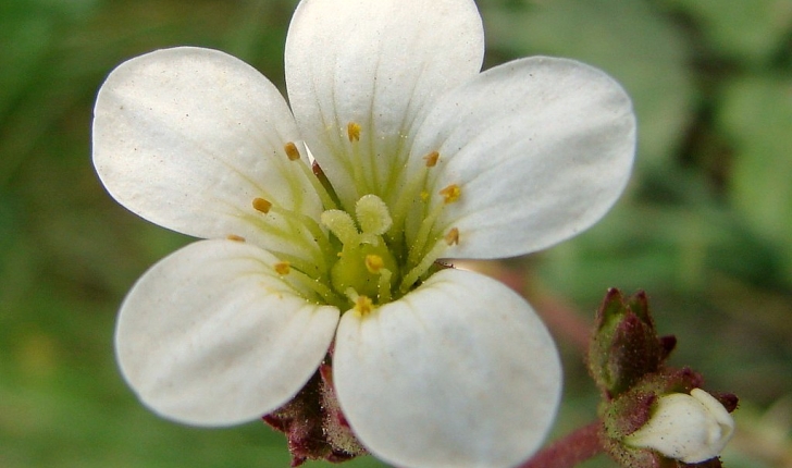 Saxifraga granulata