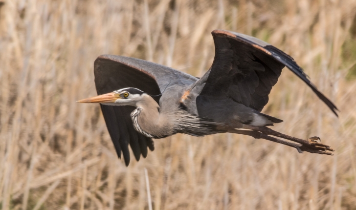 Ardea herodias, Linné 1758