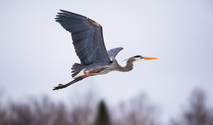 Ardea herodias, Linné 1758