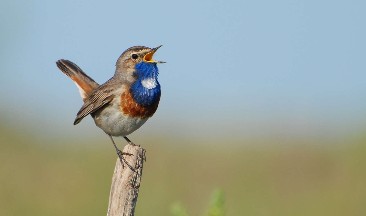 Luscinia svecica (Linnaeus, 1758)