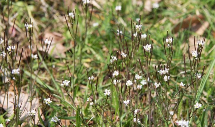 Cardamine hirsuta (L., 1753)