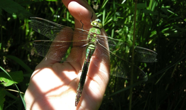 Anax imperator (Leach, 1815)