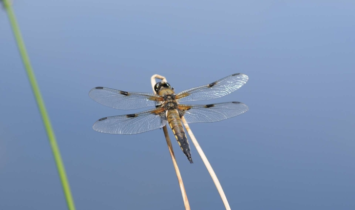 Libellula quadrimaculata Linnaeus, 1758